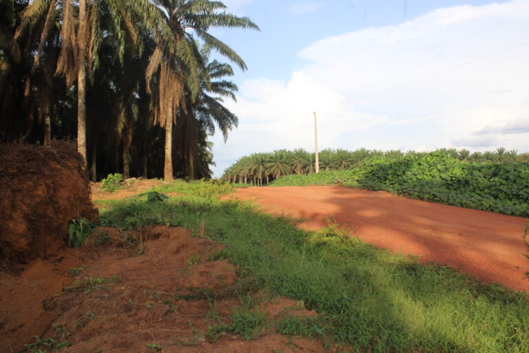 Palm Oil Giant Socapalm Still Planting On Disputed Land In Cameroon As Villagers Seek Redress
