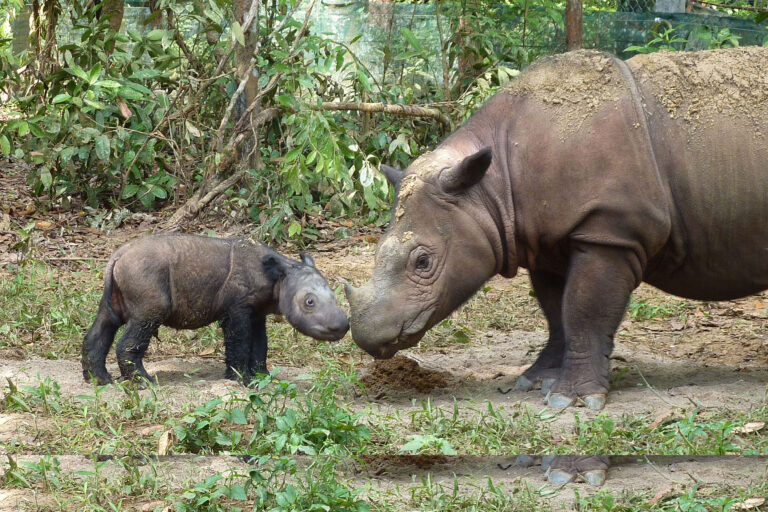Latest Rhino Assessment Finds Two Species Recovering, But Three Continue To Decline