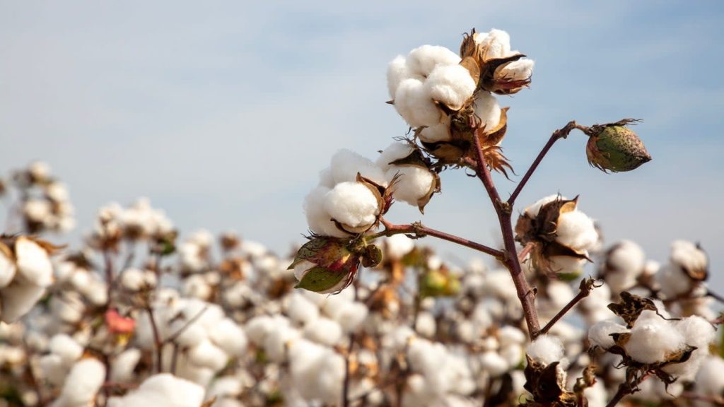 US Cotton Trust Protocol Introduces Regenerative Cotton Trial