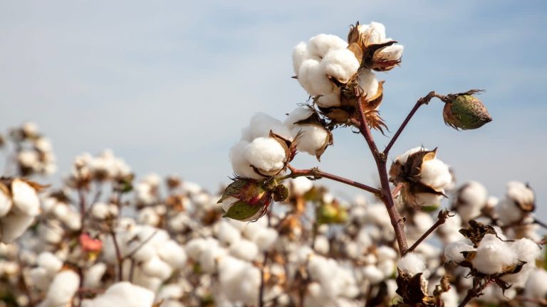 US Cotton Trust Protocol Introduces Regenerative Cotton Trial