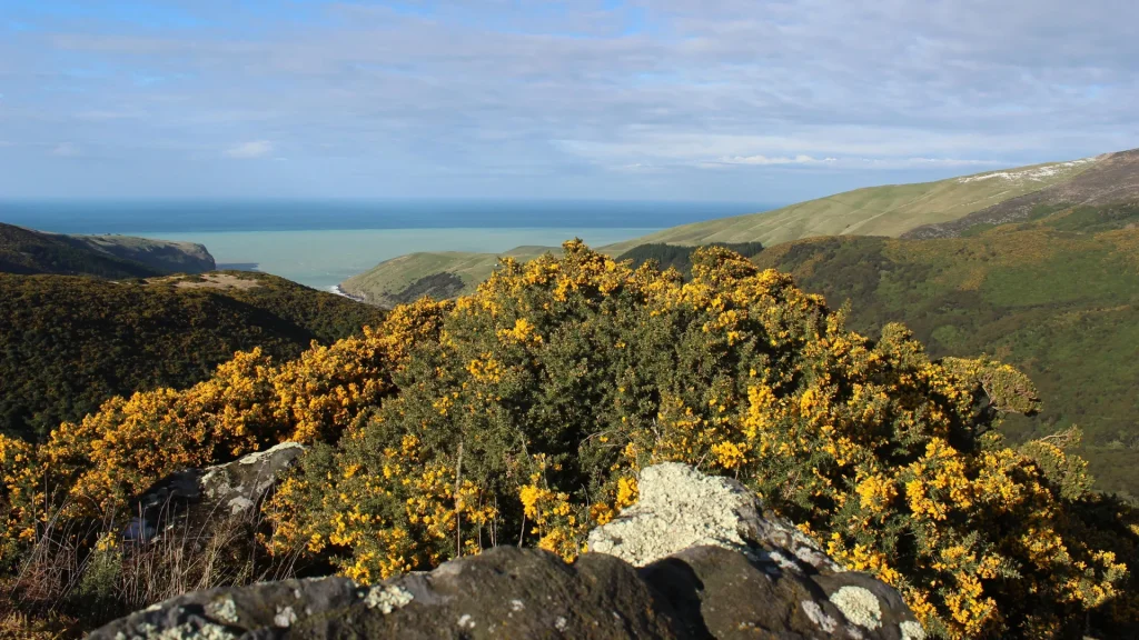 Why Some Plants Are Taking Over The World