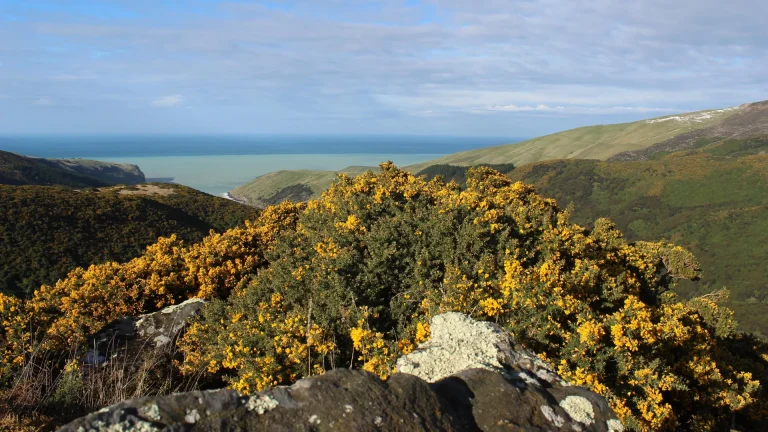 Why Some Plants Are Taking Over The World