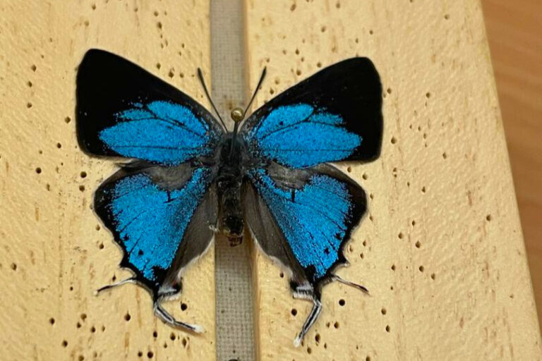 Discovery Of Dazzling Blue Butterfly Underscores Peril Facing Angola’s Forests 