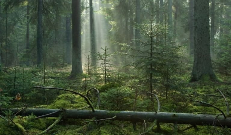Last Chance To Save Europe’s Greatest Old Growth Forest? (commentary)