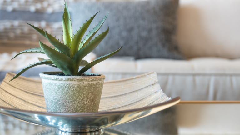 Four Ways These Houseplants Can Improve Your Quality Of Life