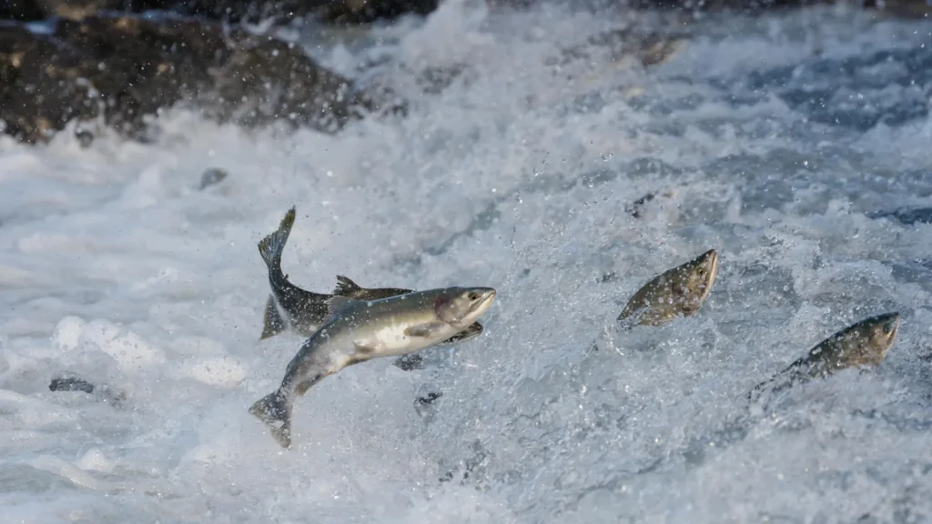 Salmon’s Secret Superfood Is Smaller Than A Grain Of Salt
