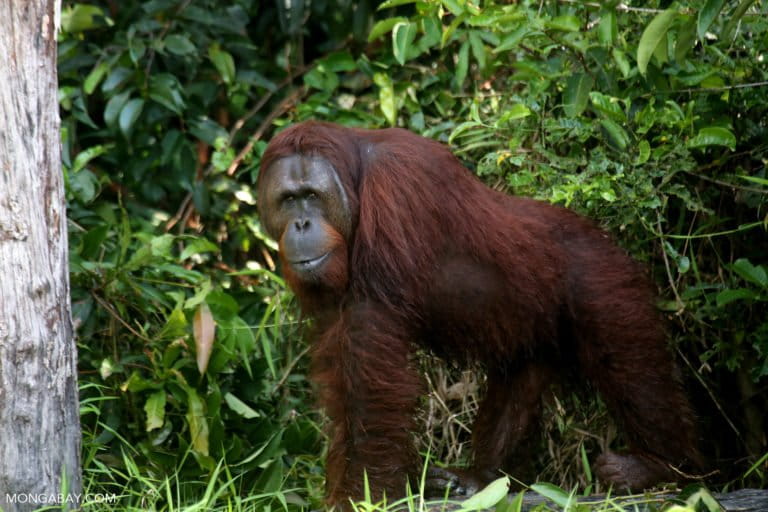 Americans’ Love Of RVs Tied To Destruction Of Orangutan Habitat: Investigation