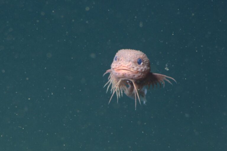 Researchers Describe Three New To Science Snailfish Species Off California Coast