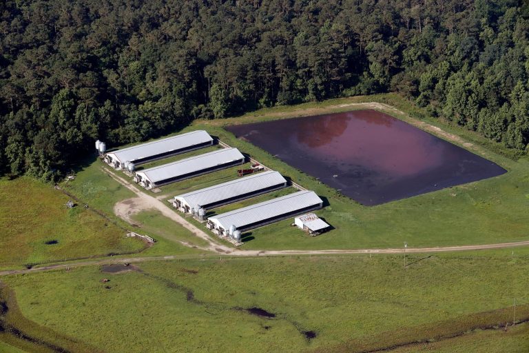 Trump Cancels Study On Health Impacts Of Industrialized Hog Farms That Produce Biogas