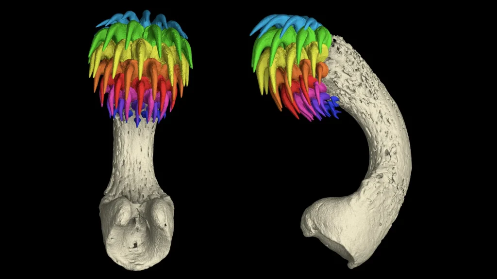 Ghost Sharks Grow Teeth On Their Heads To Mate
